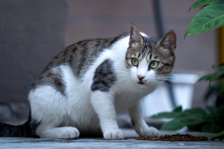 Macska fülatka emberre veszélyes?